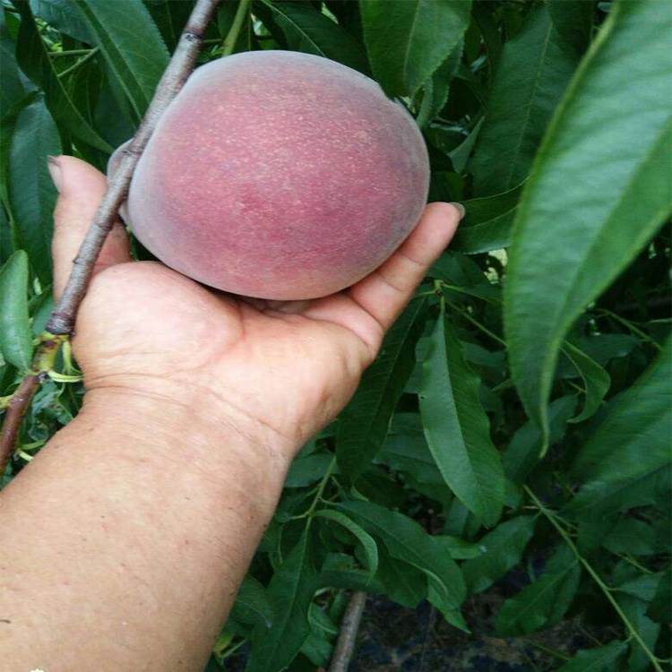 夏甜桃树苗详情甜桃夏甜桃树苗报价