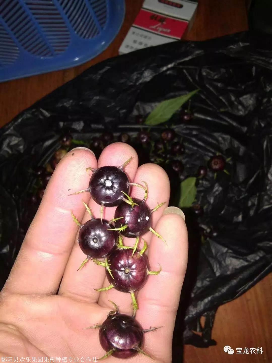 2019新上市的奇珍异果蜘蛛果