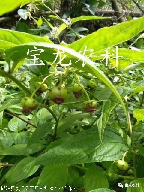 2019新上市的奇珍异果蜘蛛果