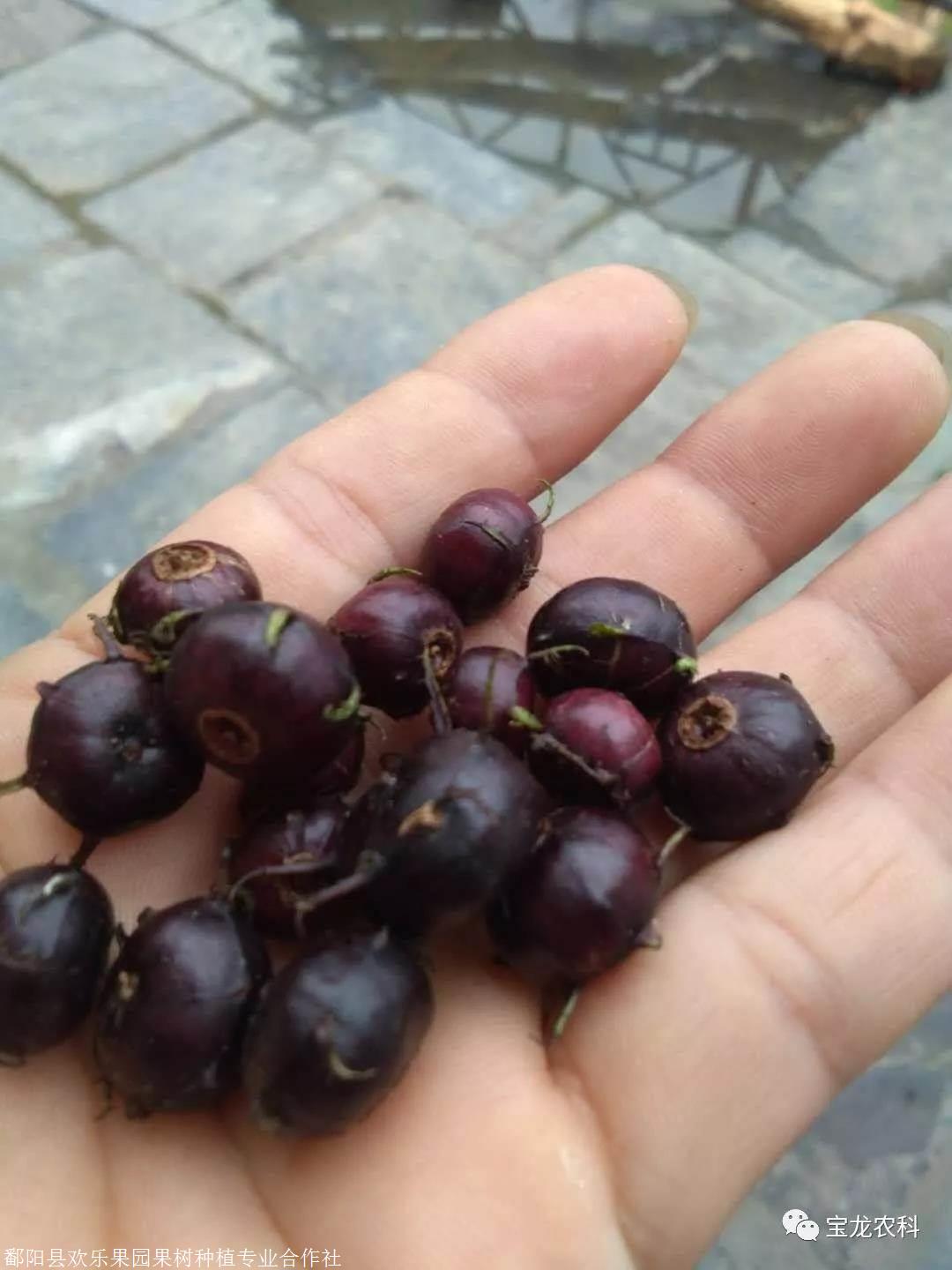 2019新上市的奇珍异果蜘蛛果