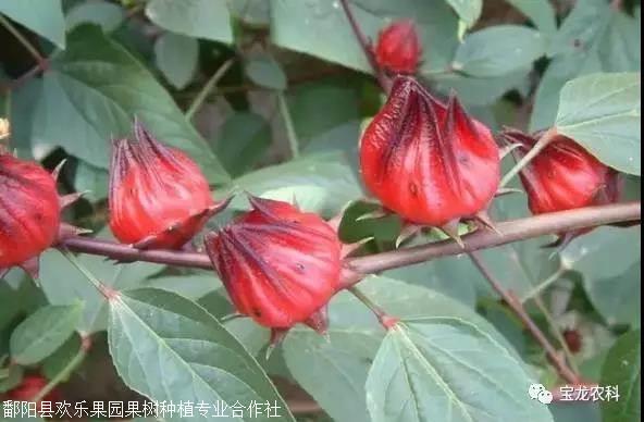 血管清道夫洛神果洛神果种子