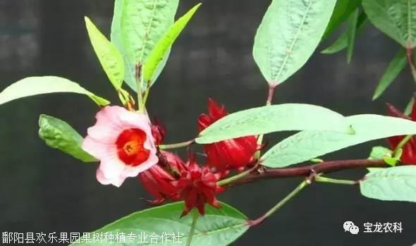 血管清道夫洛神果洛神果种子