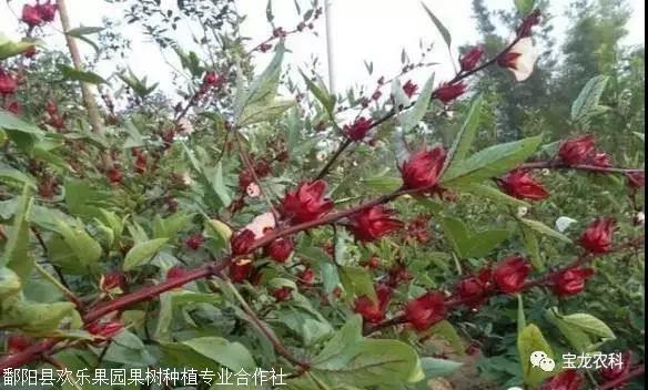 血管清道夫洛神果洛神果种子