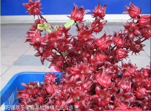 血管清道夫洛神果洛神果种子