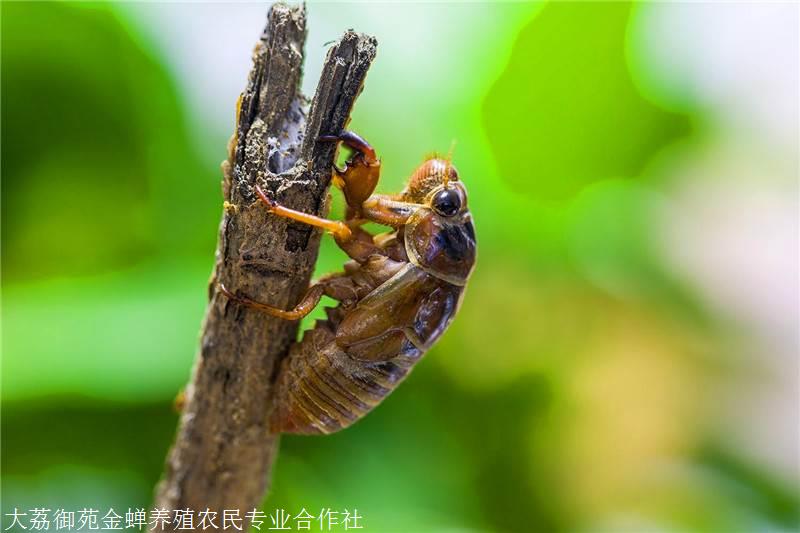 金蝉养殖 金蝉养殖基地 陕西御苑金蝉人工养殖卵枝 活体 幼苗