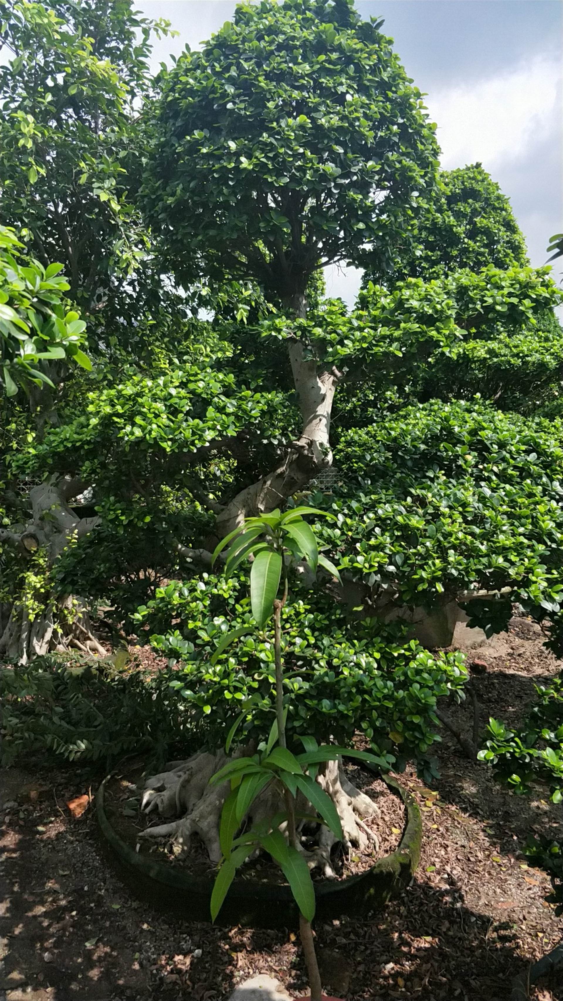 深圳小叶榕园林绿化施工苗木基地