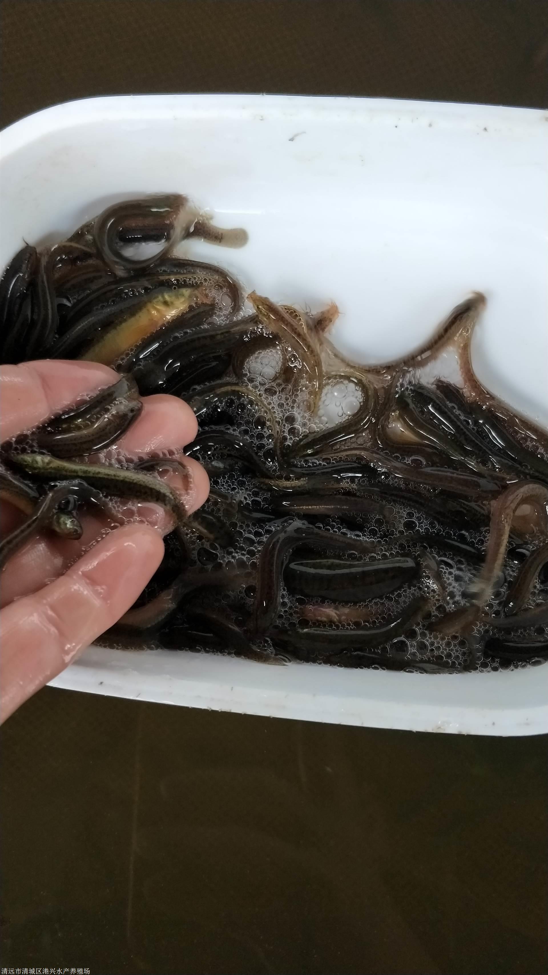 益阳市 泥鳅鱼苗大量批发