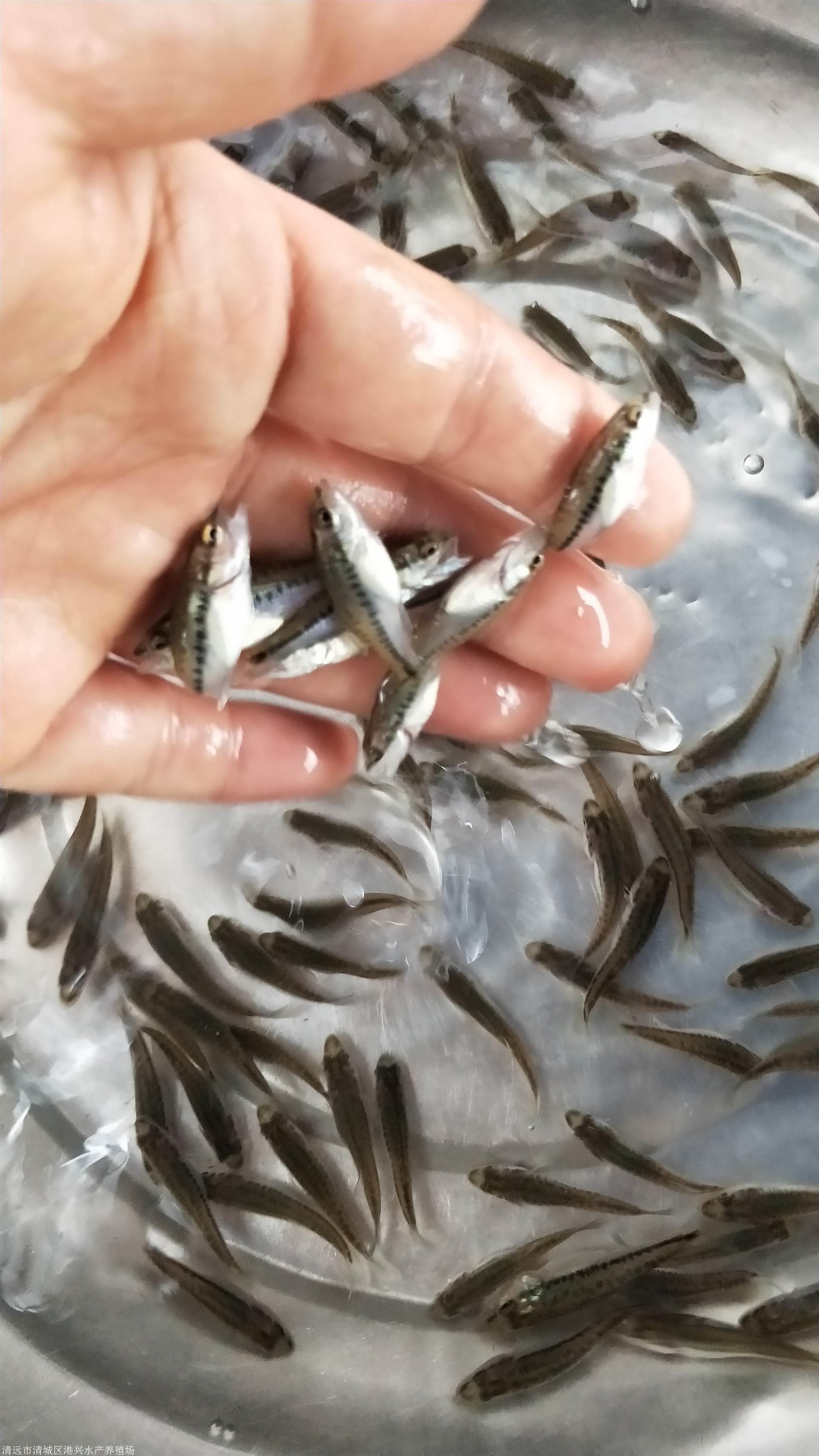 採購加州鱸魚苗