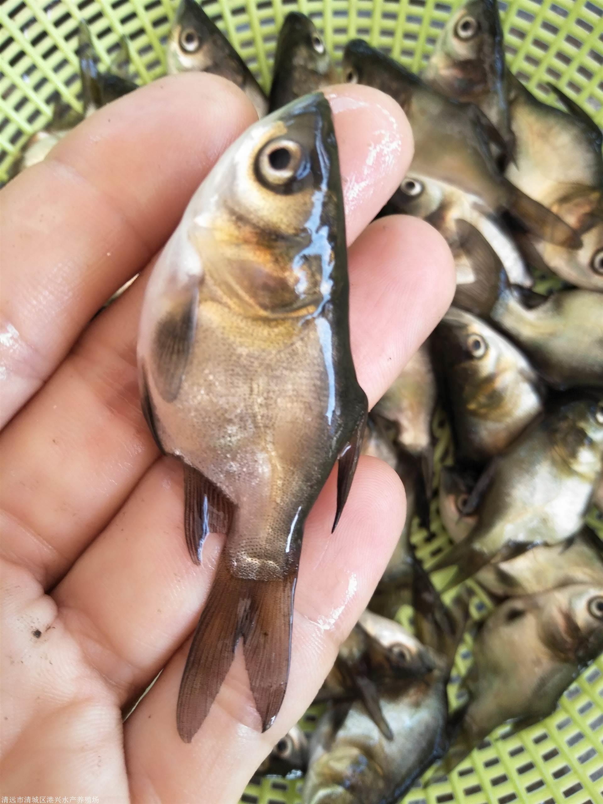 采购缩骨大头鱼苗