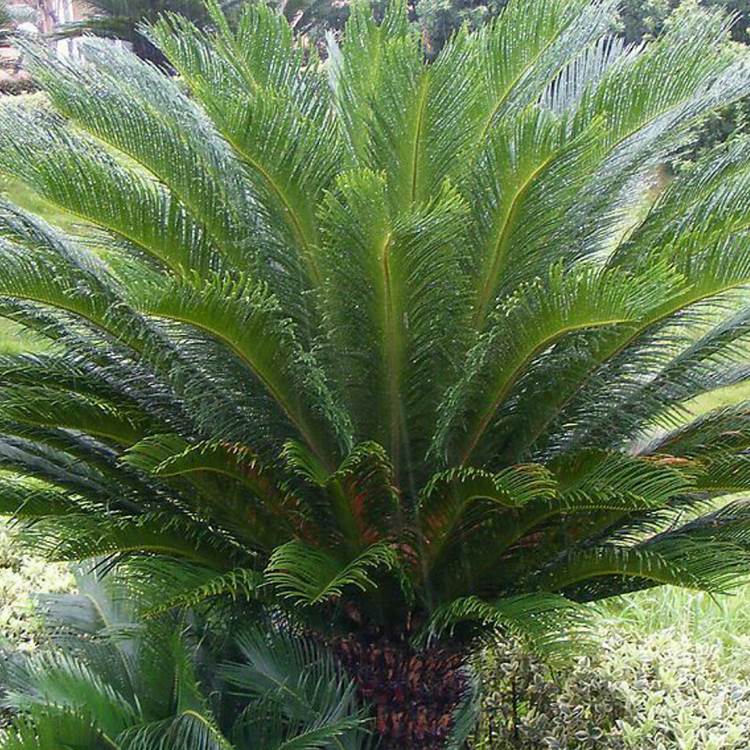 农户直销高度30公分苏铁价格115元