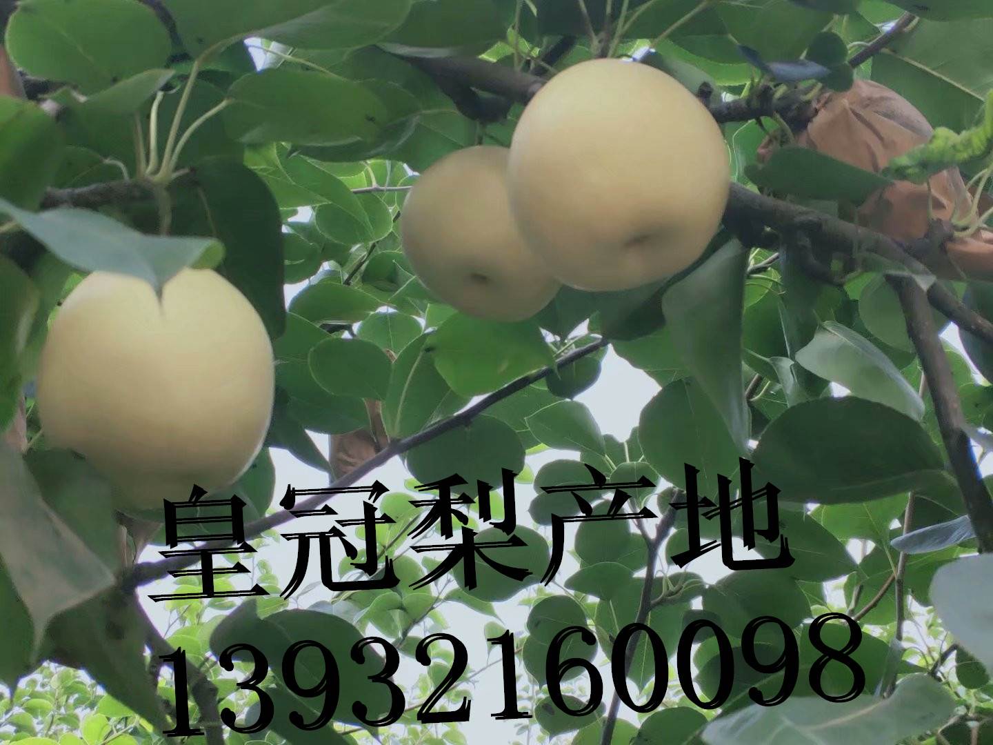 河北皇冠梨收购批发及价格
