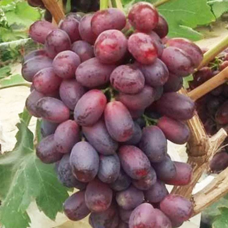 葡萄苗品种麦当娜红宝石品种介绍