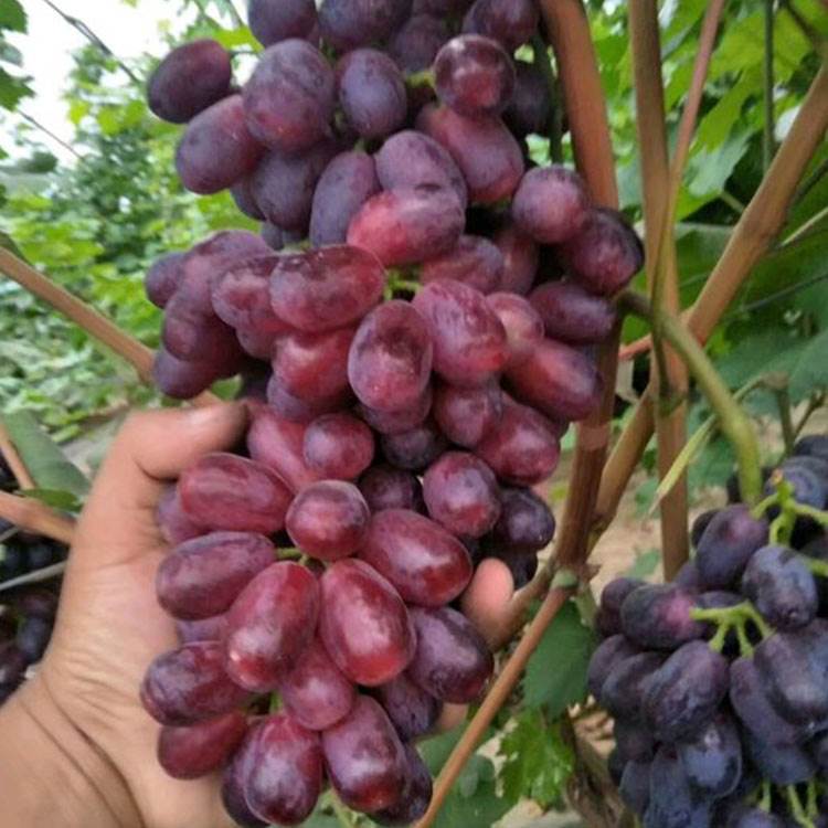 *葡萄苗品种麦当娜红宝石介绍