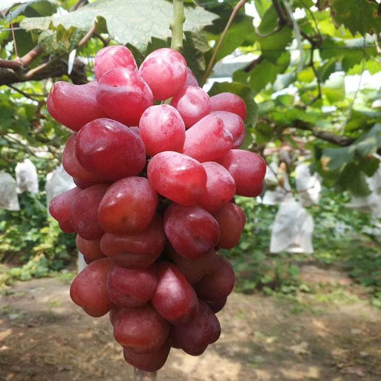 *葡萄苗品种麦当娜红宝石介绍