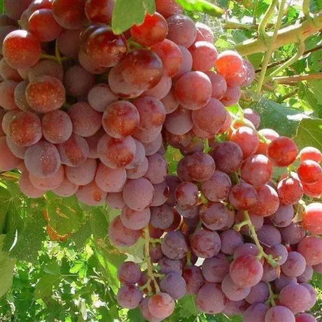 无籽葡萄苗新品种睡美人单棵产量