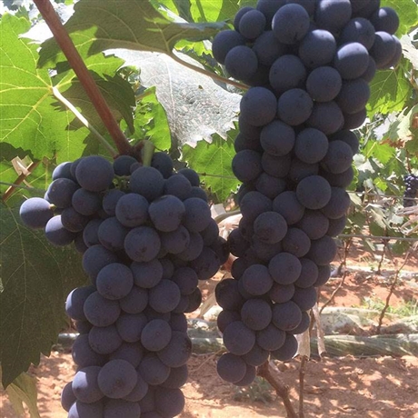 无籽葡萄苗新品种睡美人单棵产量