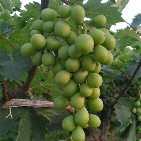 无籽葡萄苗新品种睡美人单棵产量
