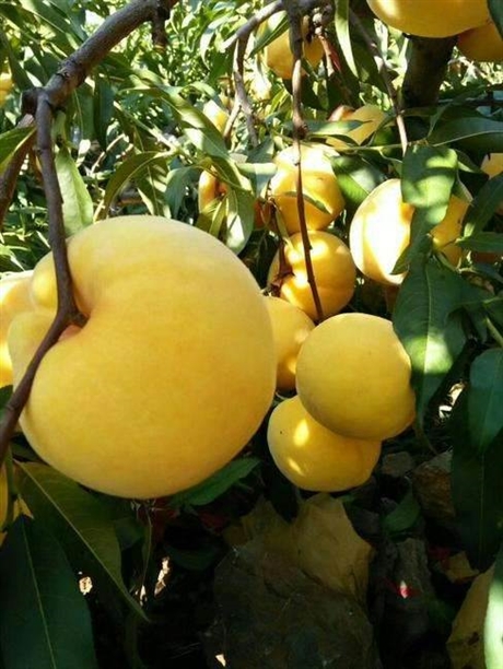 黄金蜜5号桃苗,黄金蜜五号桃树苗怎么样