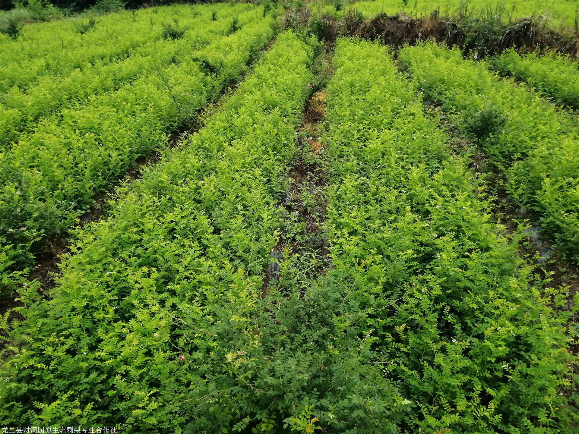 刺梨苗栽培技术与种植管理