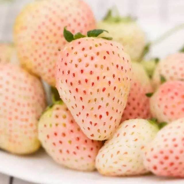 二代草莓苗粉红熊猫草莓苗苗木行情