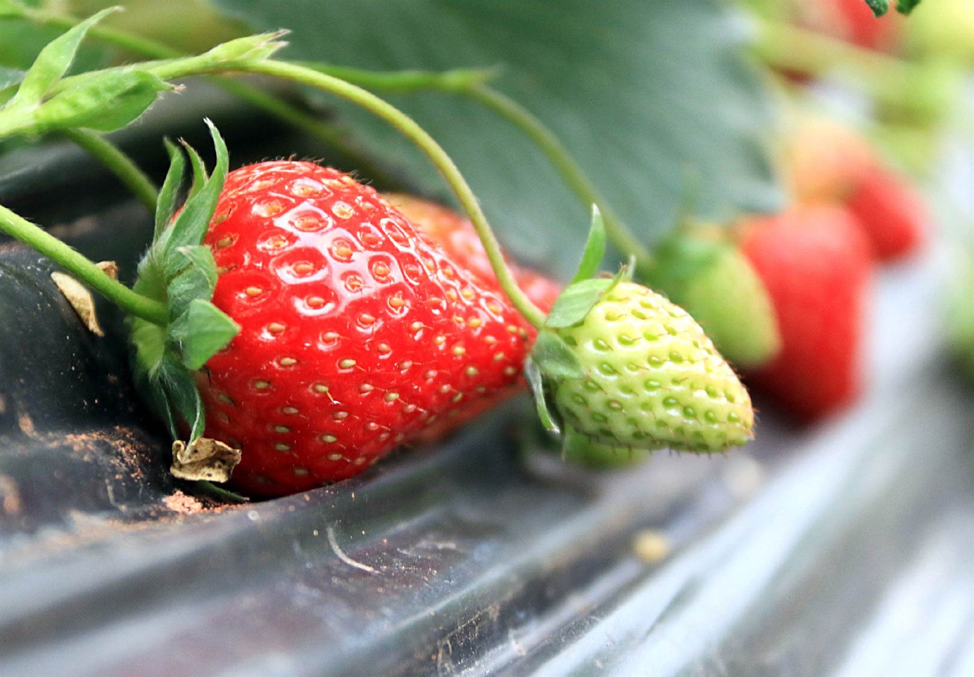 玉露香梨树苗哪里便宜