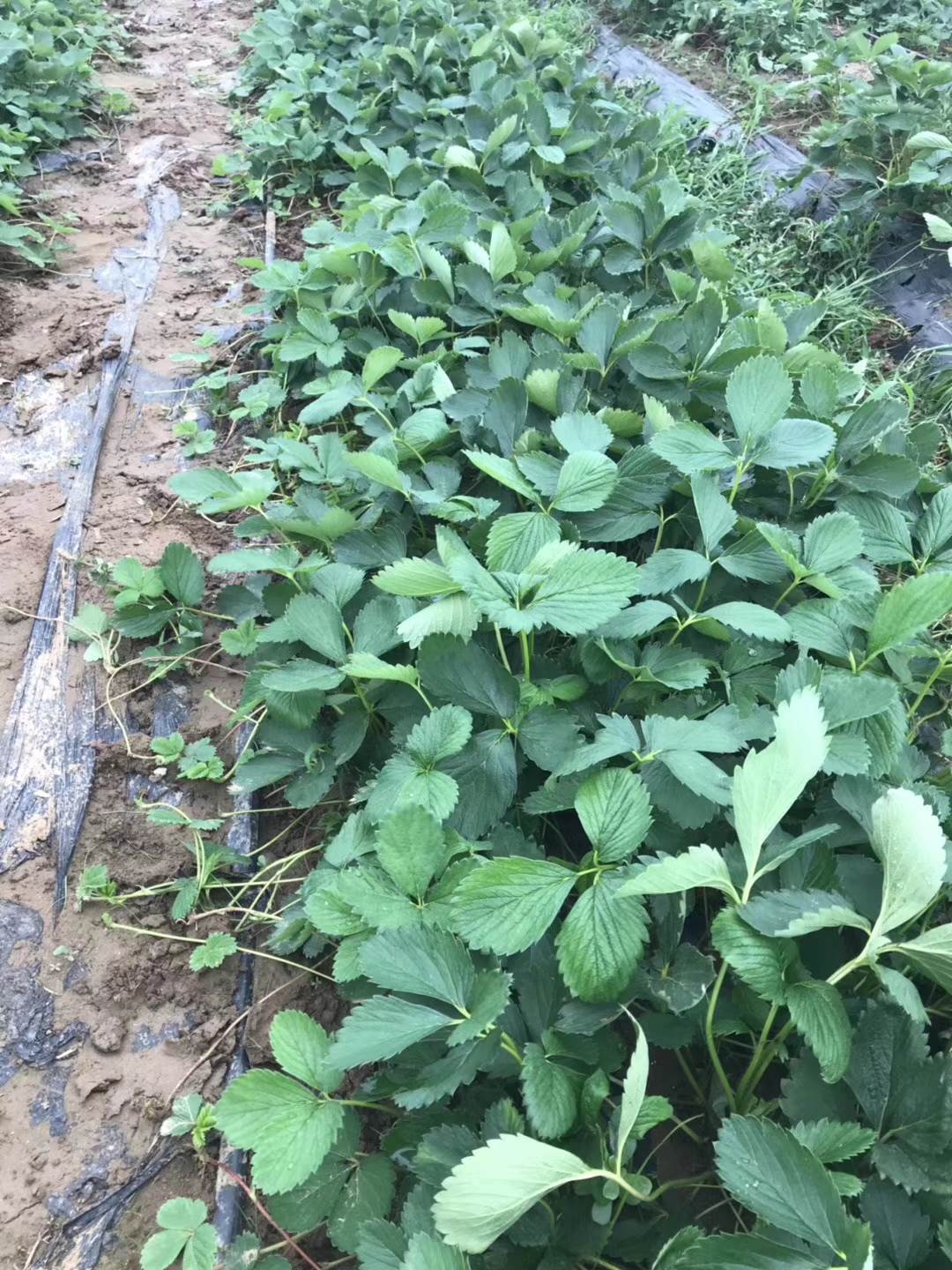 哪里有京郊小白草莓苗病虫害少管理简单