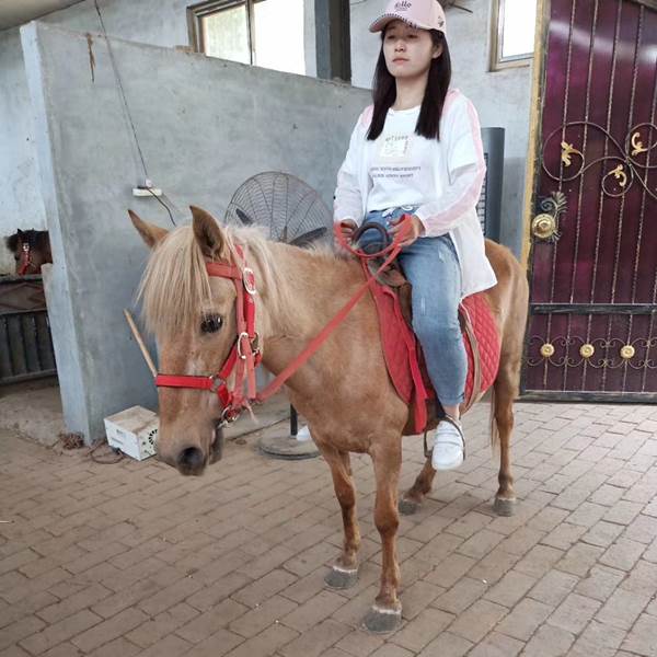 山东省矮马图片迷你马价格