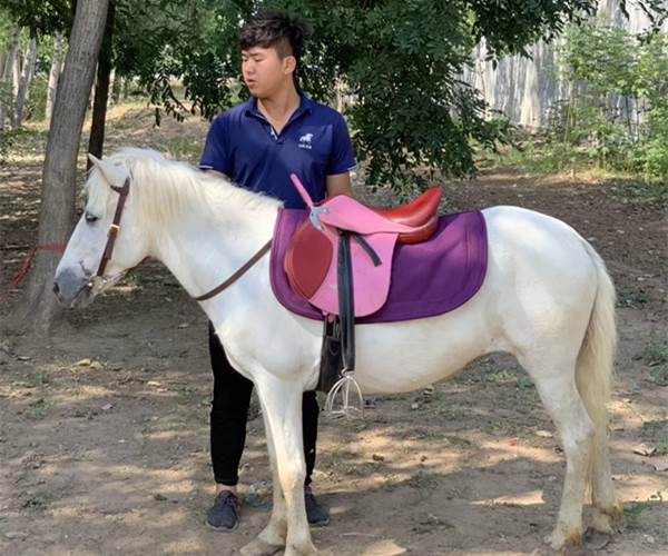 四川省矮马价格宠物矮马