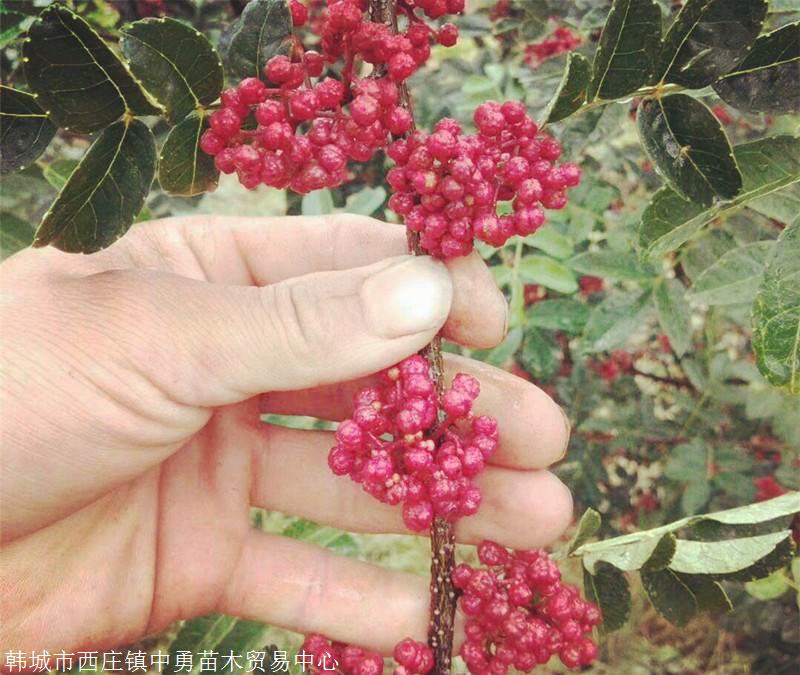 韓城花椒苗 無刺花椒苗 大紅袍花椒苗 獅子頭花椒苗 黃蓋