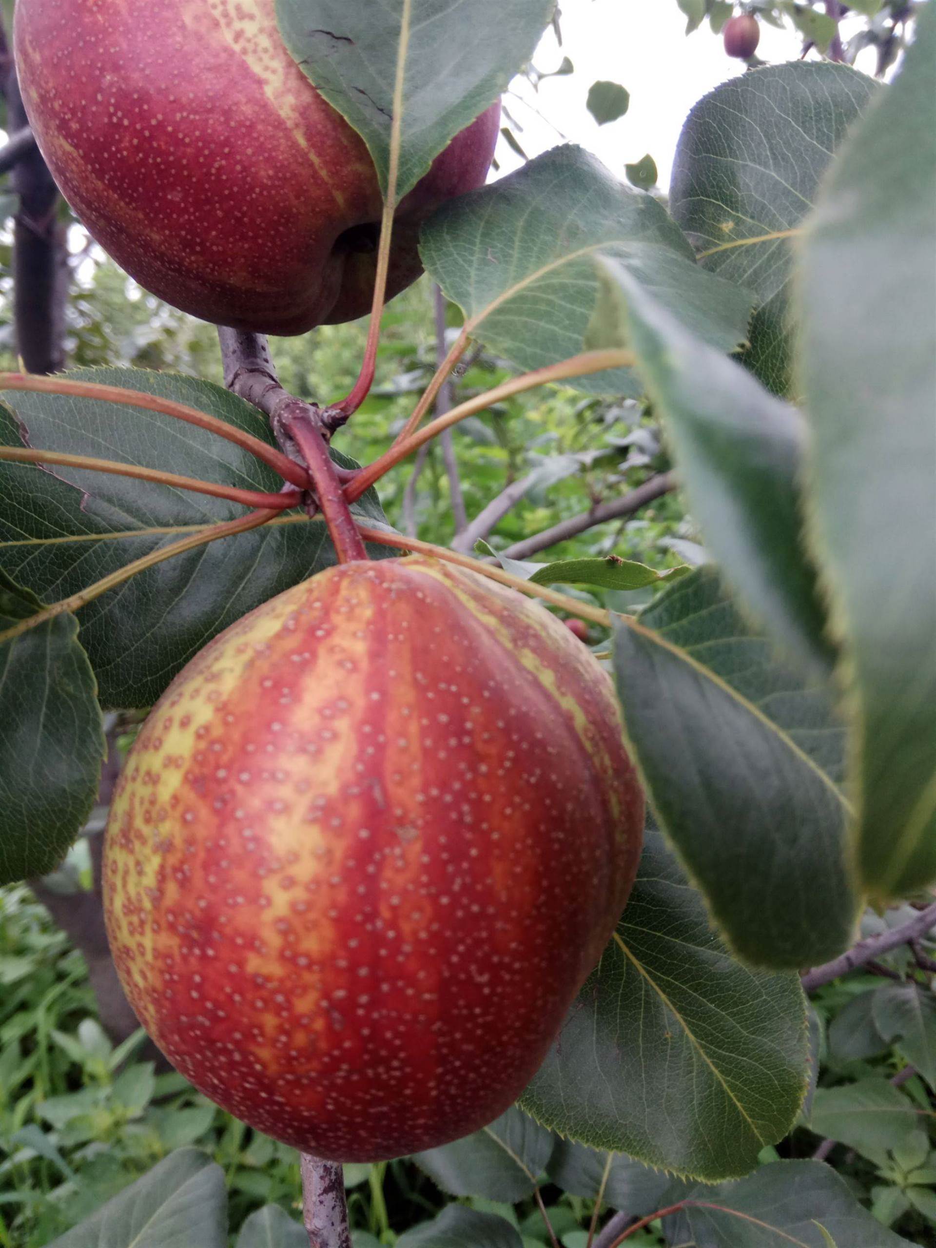 新品种红梨树苗甜不甜