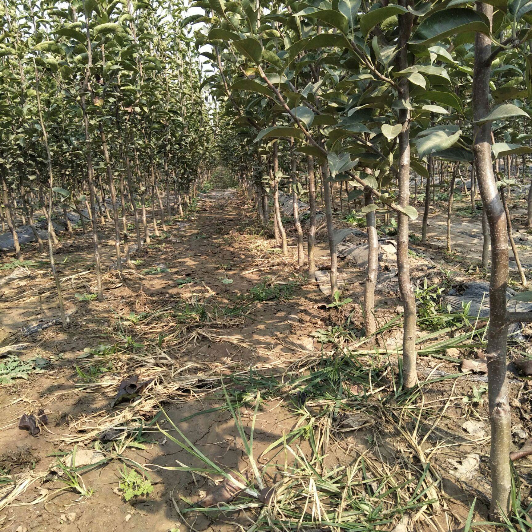 新品种红梨树苗口感好吗