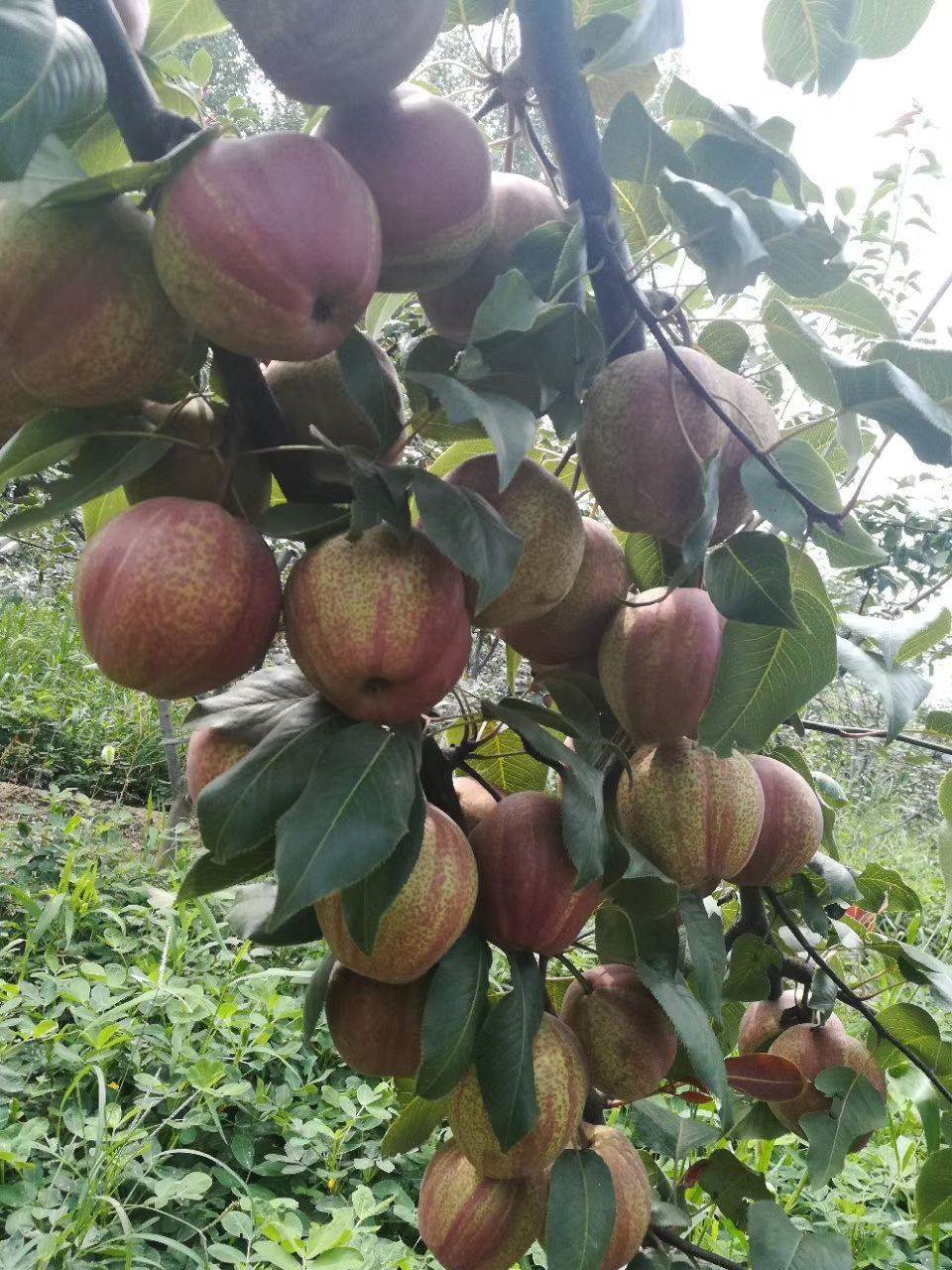 红梨树苗种植介绍