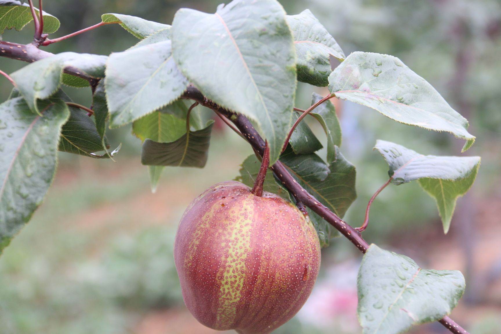 新红梨树苗发展前景怎么样