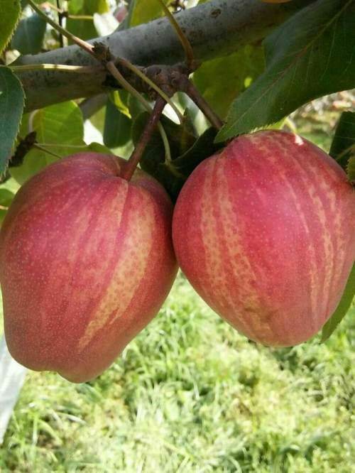 早酥红梨树苗根系发达