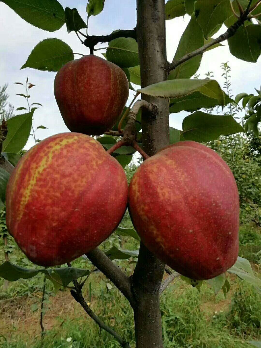 红梨树苗发展前景怎么样