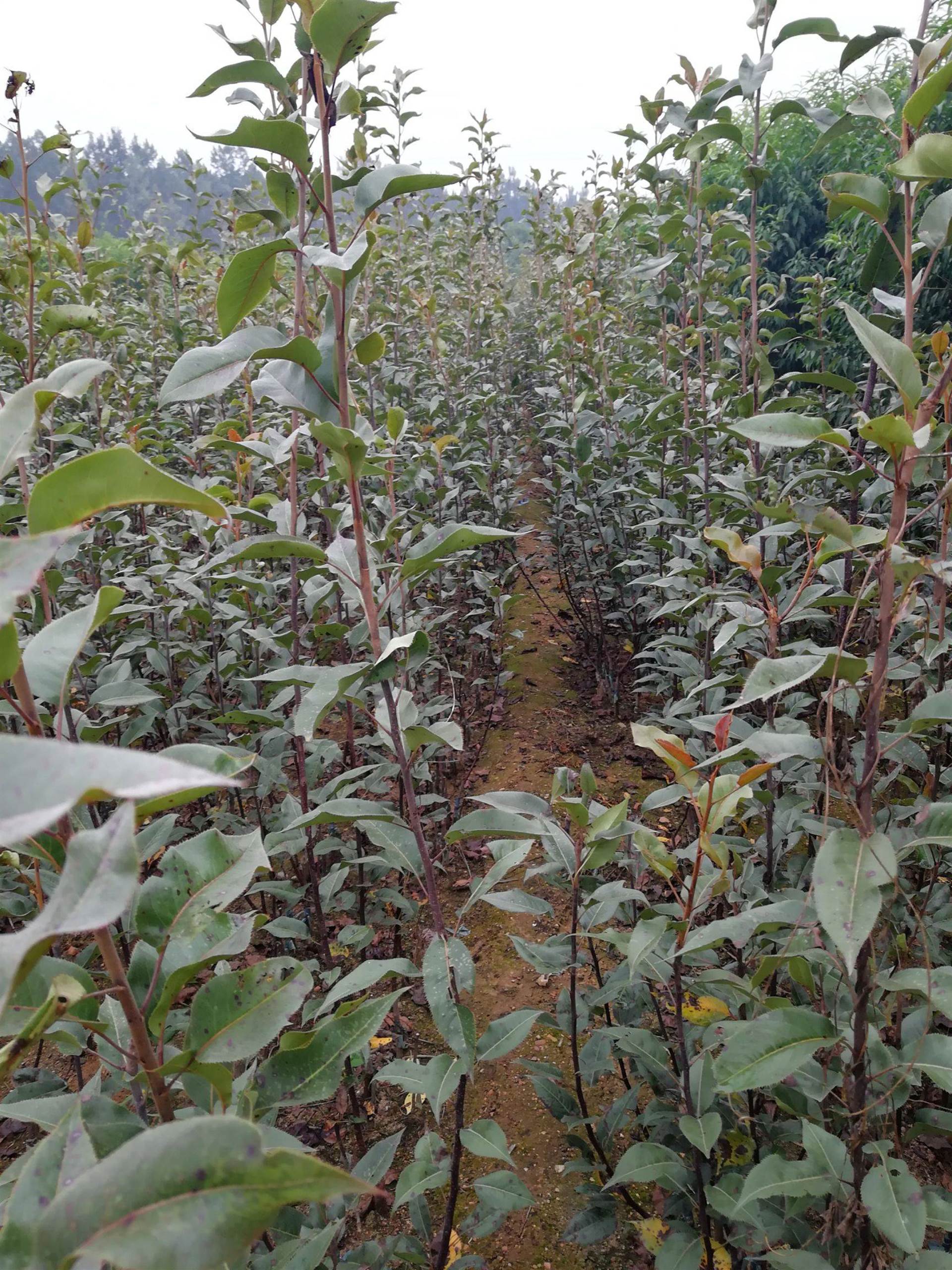 新品种红梨树苗口感好吗