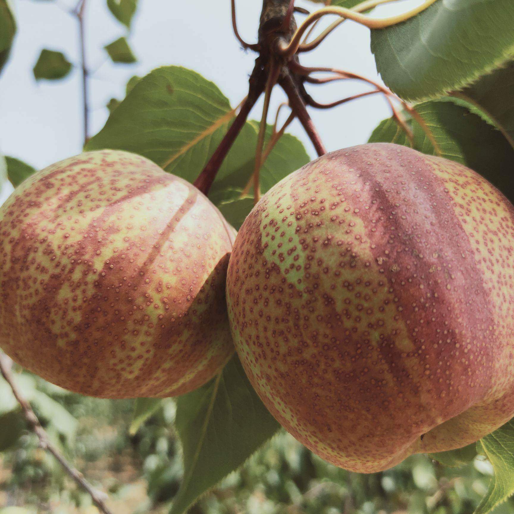 认证三证齐全,市级果树苗木推广单位,也是省农科院果树新品种种植推广