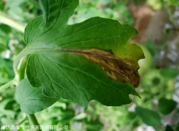 番茄葉黴病番茄灰黴病的識別與防治專用藥