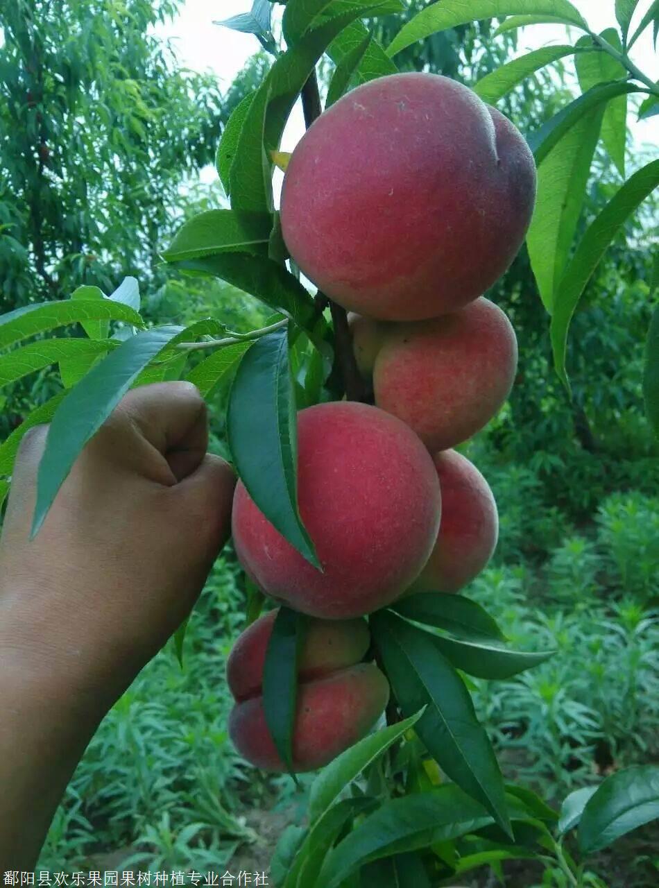 五月紅桃苗五月脆桃苗歡樂果園種植基地