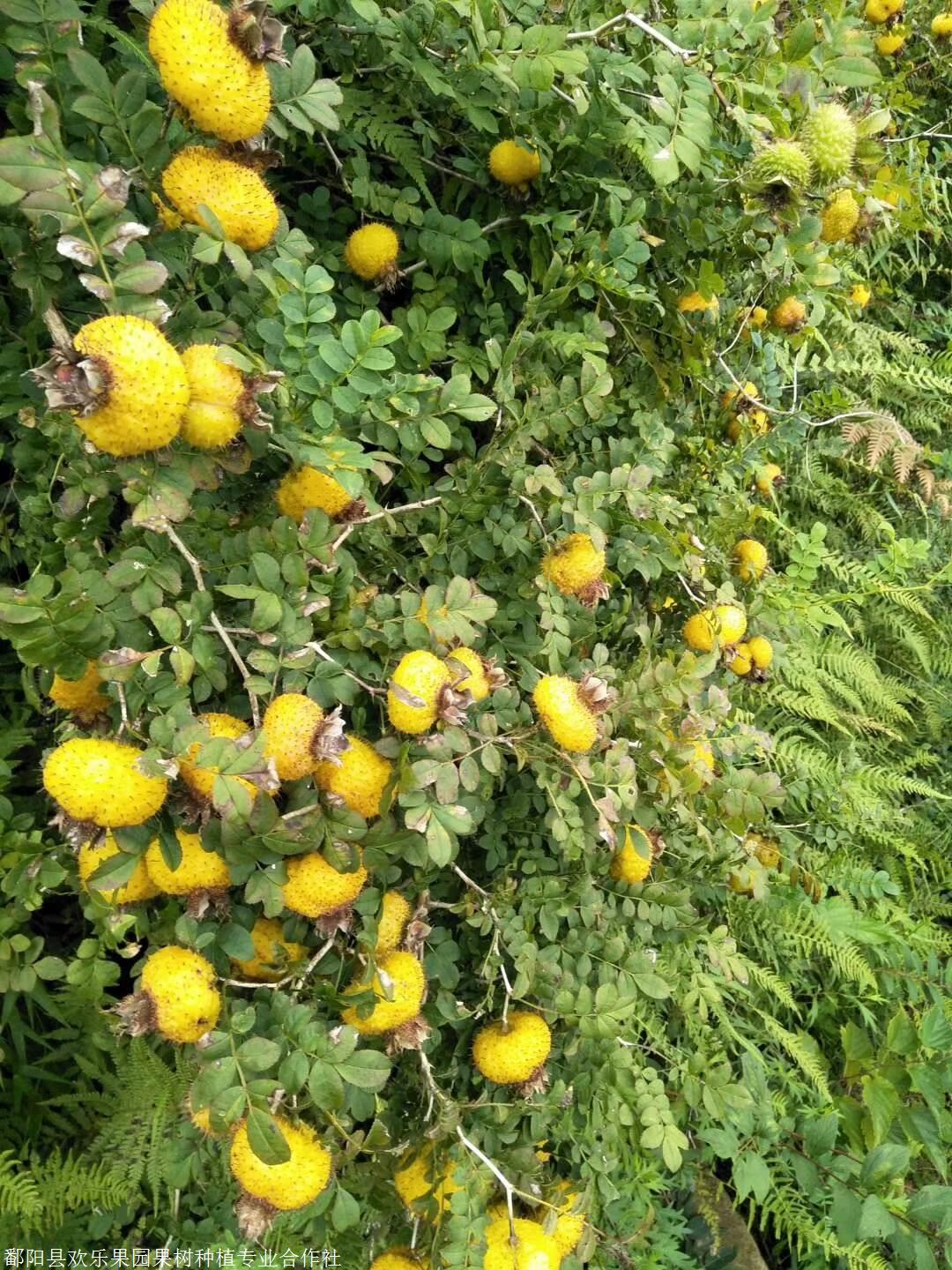 金刺梨别名为光枝无子刺梨,无籽刺梨等,是一种早产,高产,根系发达