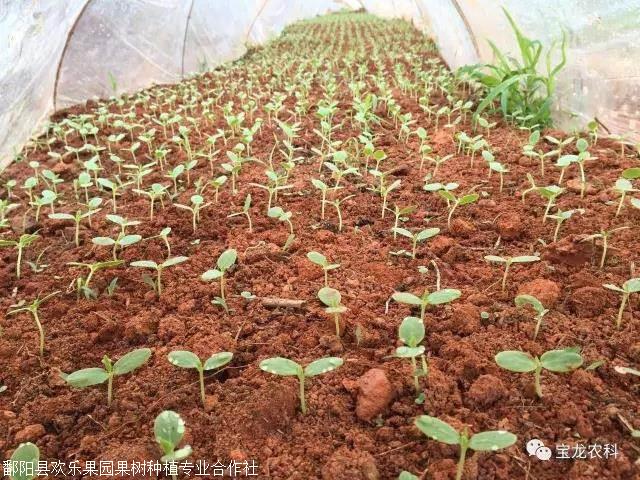 火参果栽培技术火参果种子批发