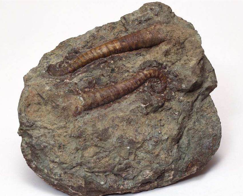 生物管虫化石到哪里鉴定私下交易