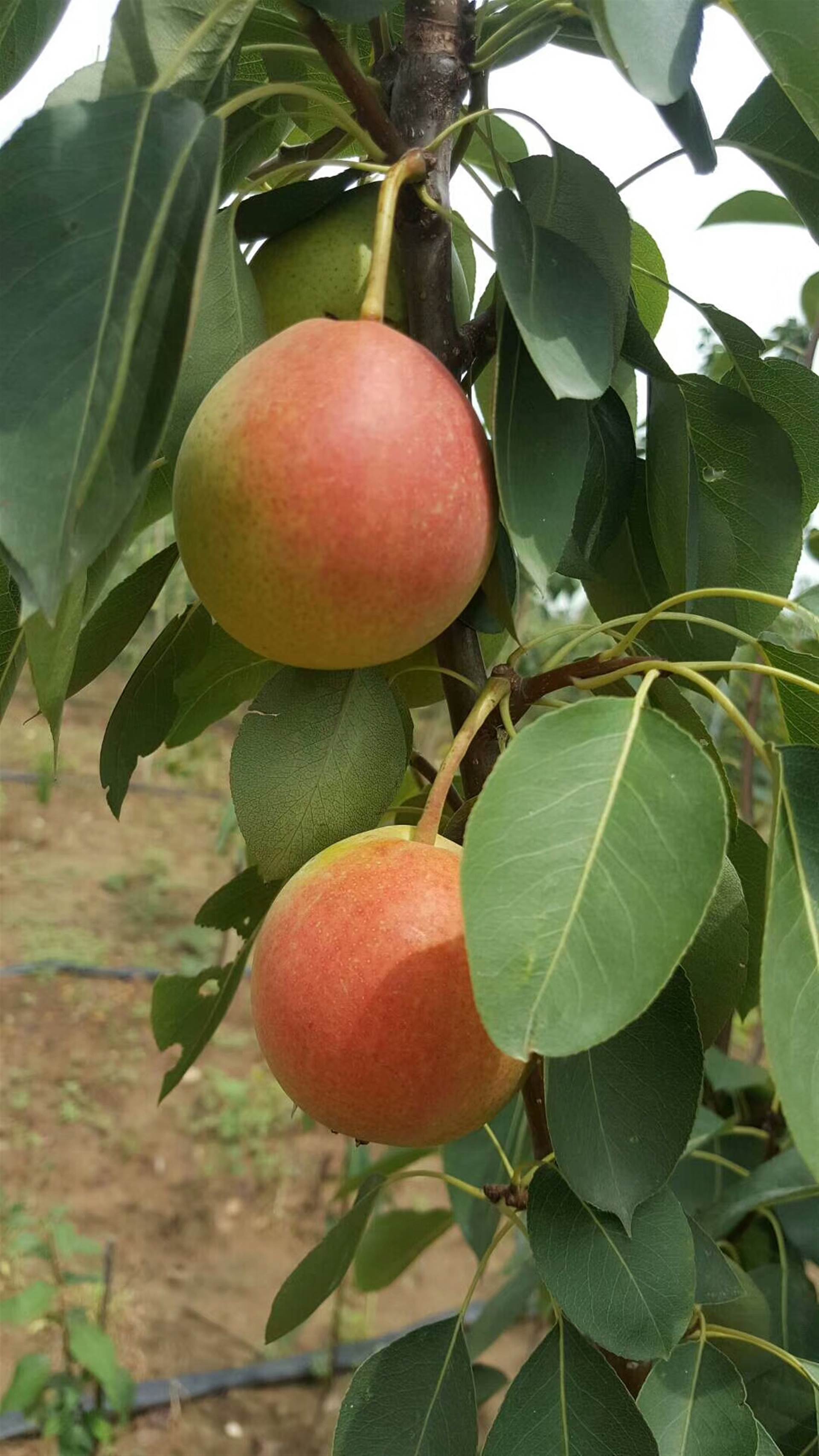 玉梨简介及报价玉梨玉梨价格,玉梨简介及报价二,主要种类和品种采用多