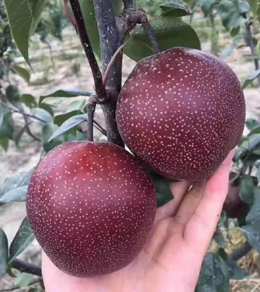 早酥红梨树苗价格,早酥红梨树苗简介及报价