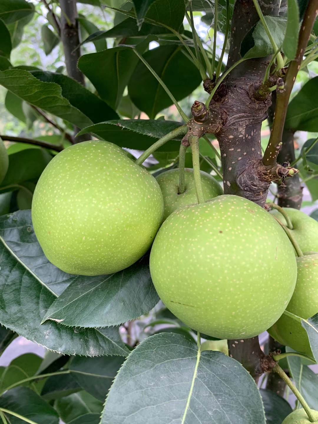 中梨四号梨苗价格中梨四号梨苗简介及报价