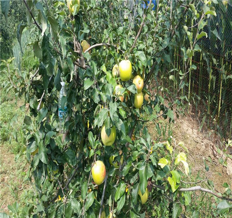 蘋果苗 蘋果苗供應 蘋果苗價格 山東蘋果苗基地 魯麗蘋果早熟脆甜