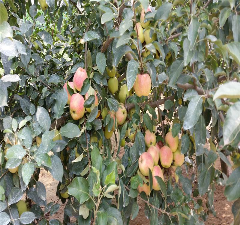 苹果苗苹果苗供应苹果苗批发山东苹果苗基地华硕苹果早熟个大