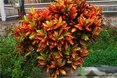 湖南湘潭变叶木庭院广场绿化杯苗