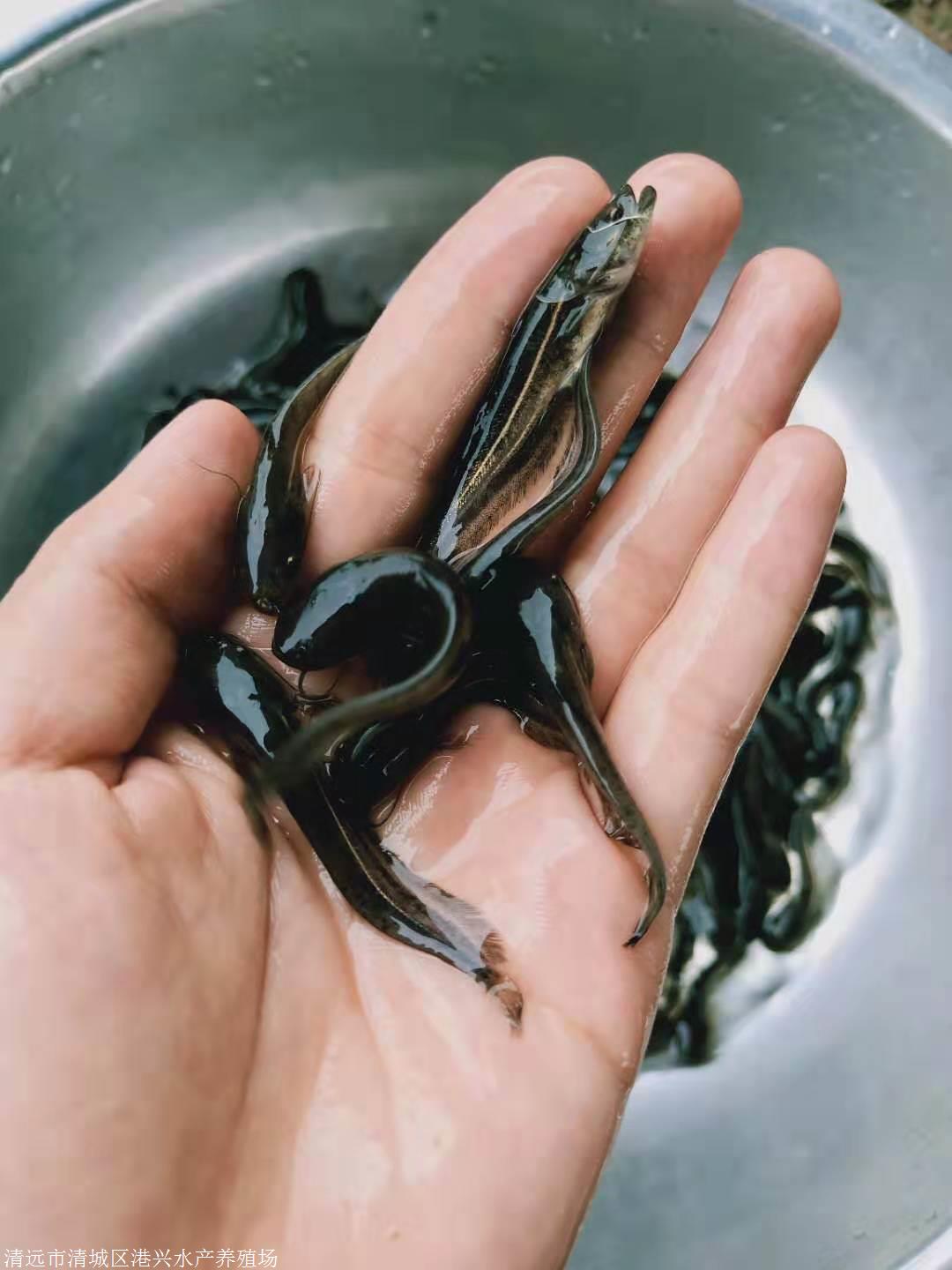 永州地區魚苗永州南方大口鯰魚苗大量批發