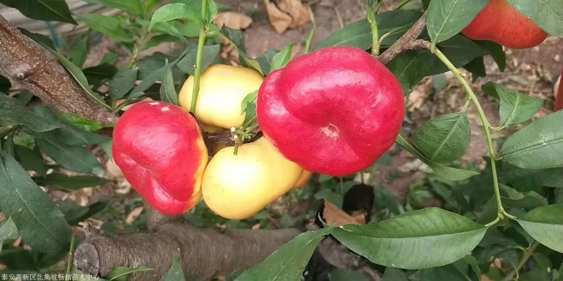 早金霞油蟠桃苗,早金霞油蟠桃苗价格